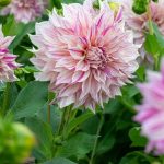 Dahlia 'Café au lait Twist'