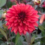Daalia 'Danique'