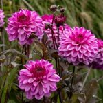 Daalia 'Dark Crystal'