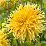 Dahlia 'Encore'