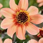 Dahlia 'First Love'