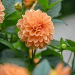 Dahlia 'Go-go Peach'