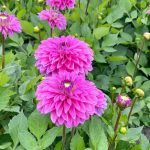 Dahlia Go-go Pink