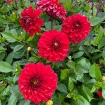 Dahlia 'Go-go Red'
