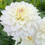 Dahlia 'Go-go White'