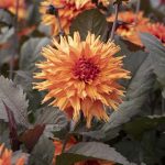 Dahlia 'Iron in the Fire'
