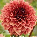 Dahlia 'Jowey Merel'