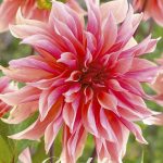 Dahlia 'Labyrinth'