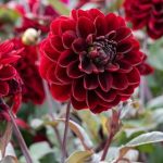 Dahlia 'Manoa'