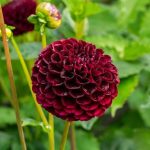 Dahlia 'Natal'