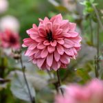 Dahlia 'Night Silence'