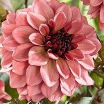 Dahlia 'Night Silence'