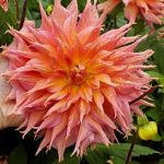 Dahlia 'Omega'