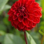 Dahlia 'Red Cap'