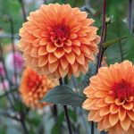 Dahlia 'Statue of Orange'