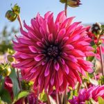 Dahlia 'Tanita'
