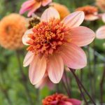 Dahlia 'Totally Tangerine'