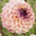 Dahlia 'Wine eyed Jill'