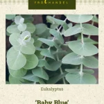 Eukalyptus 'Baby Blue'