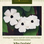 Mustasilmäsusanna 'Alba Oculata'