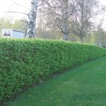Sinikuusama Lonicera caerulea 'Jörgen'